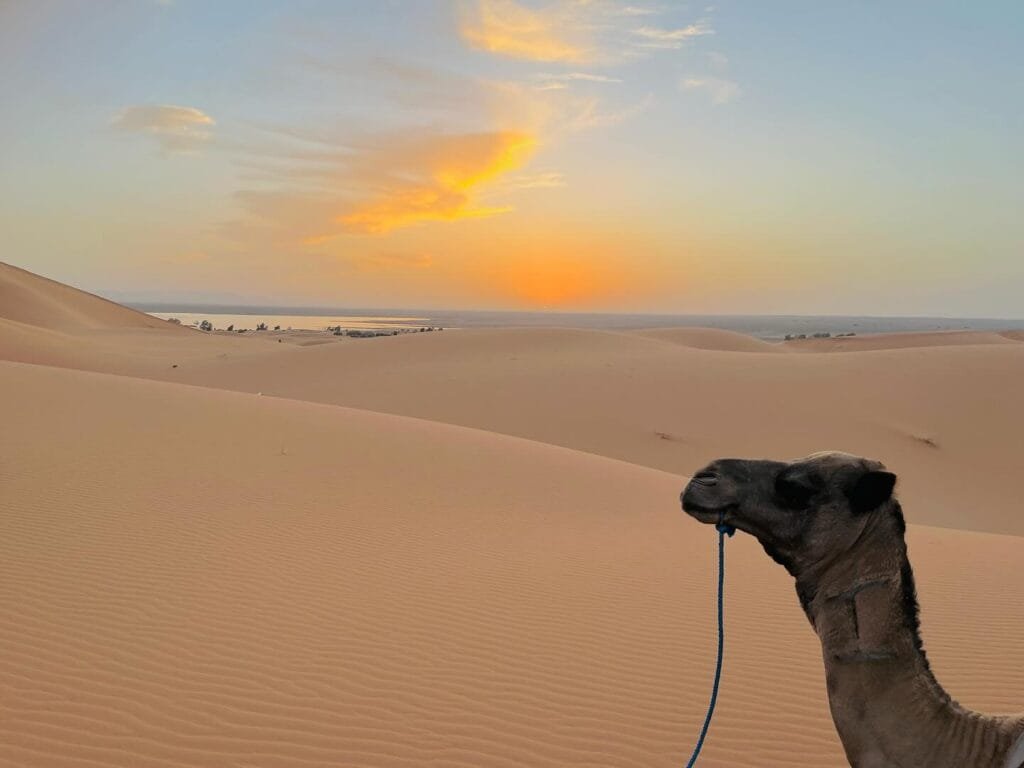 Merzouga Camel Trekking and night in Sahara desert