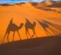 the best places for morocco camel trekking